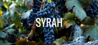 LA SYRAH DANS TOUS SES ÉTATS